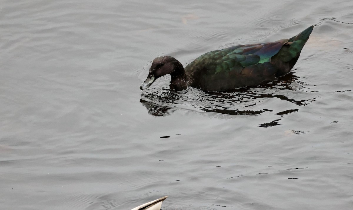 雑種 ノバリケン ｘ マガモ - ML643506748