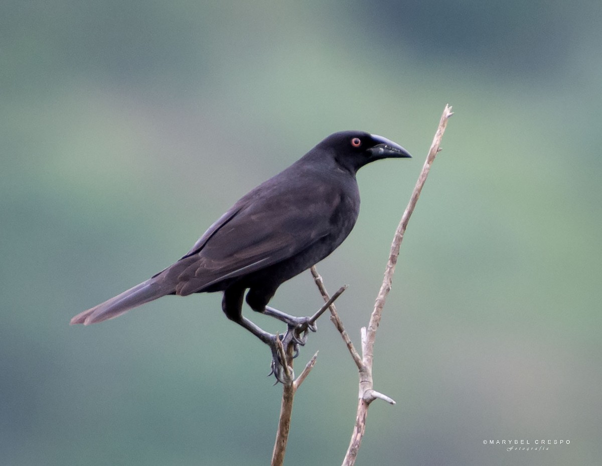 Giant Cowbird - ML643506774