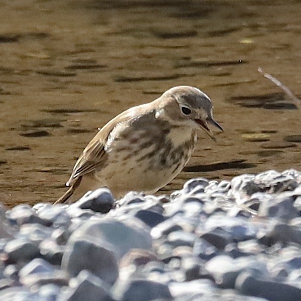 American Pipit - ML643506777