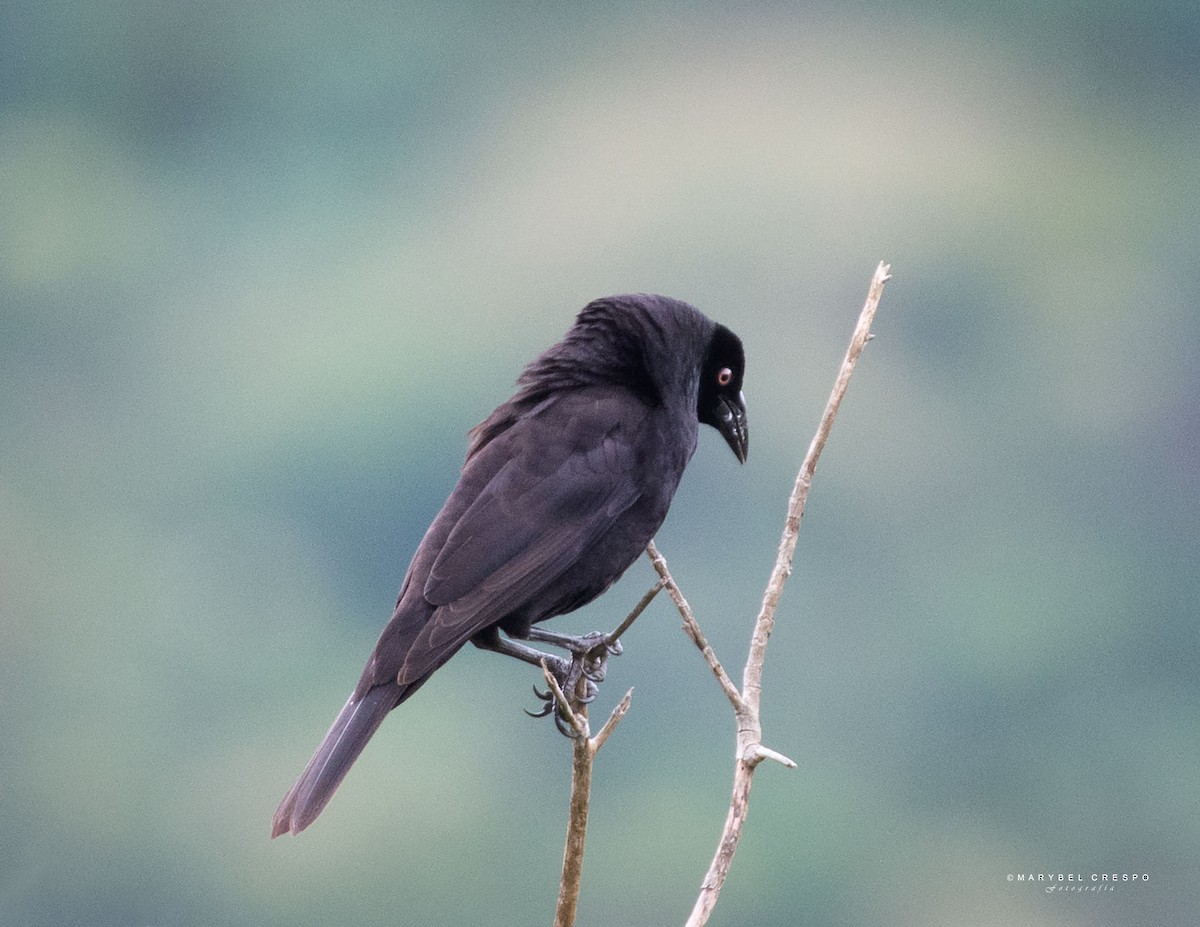 Giant Cowbird - ML643506778