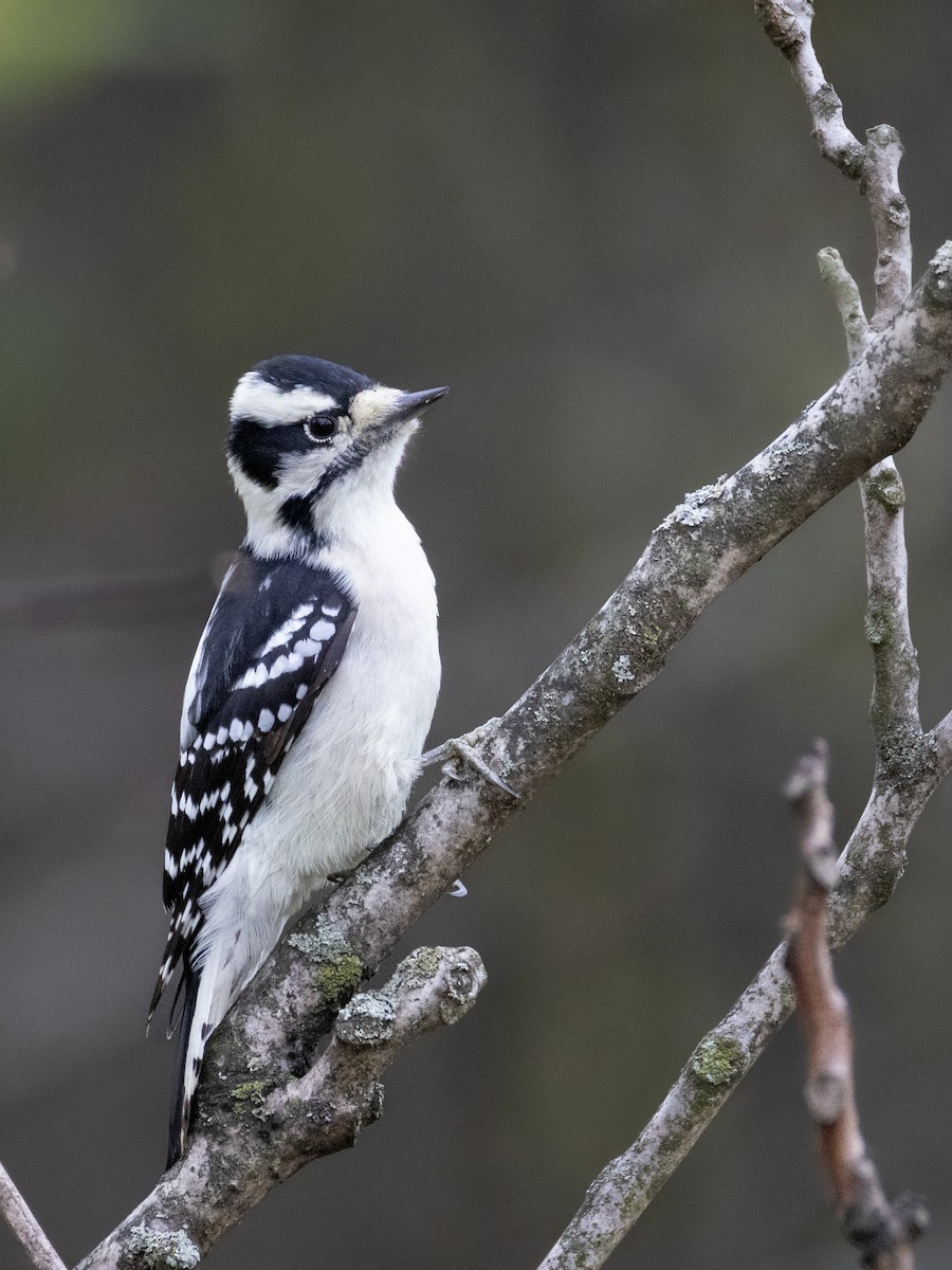 Downy Woodpecker - ML643506781