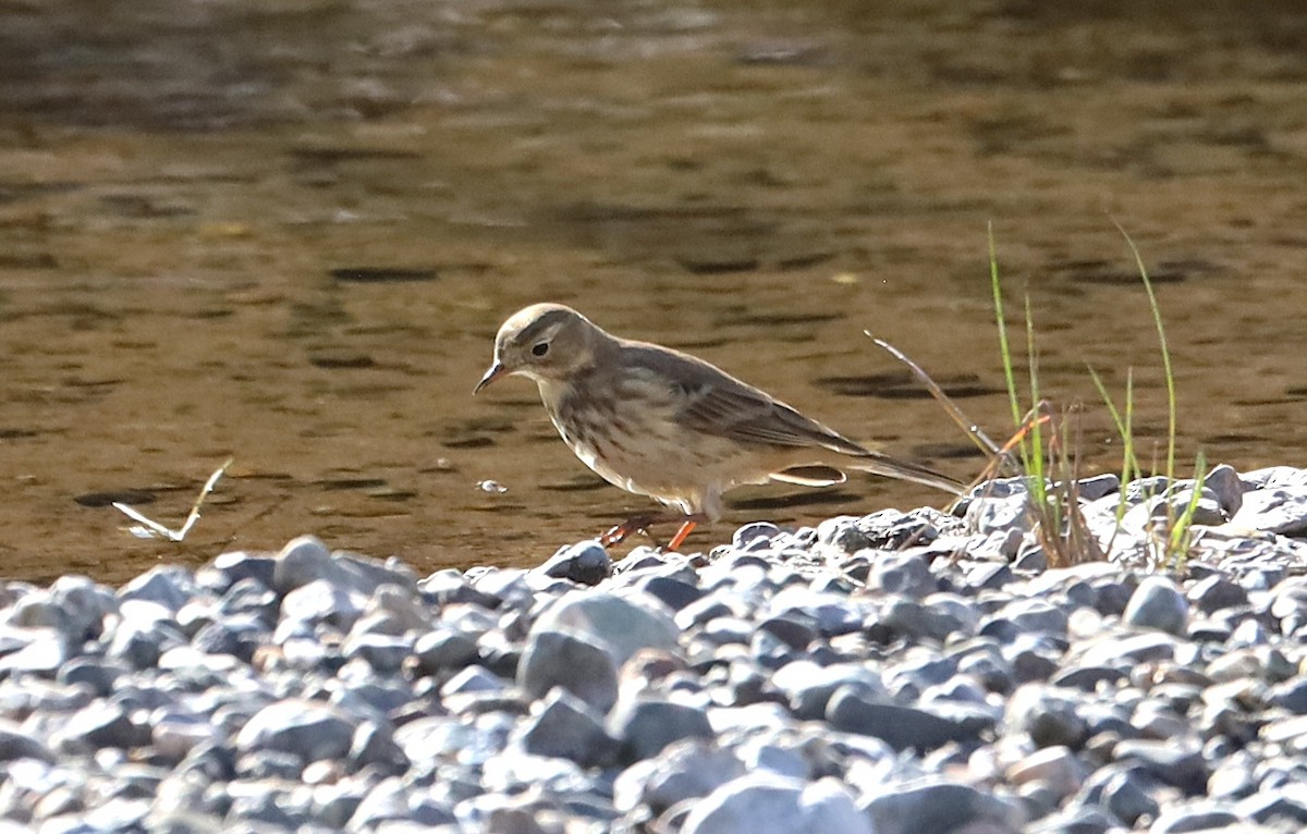 American Pipit - ML643506782