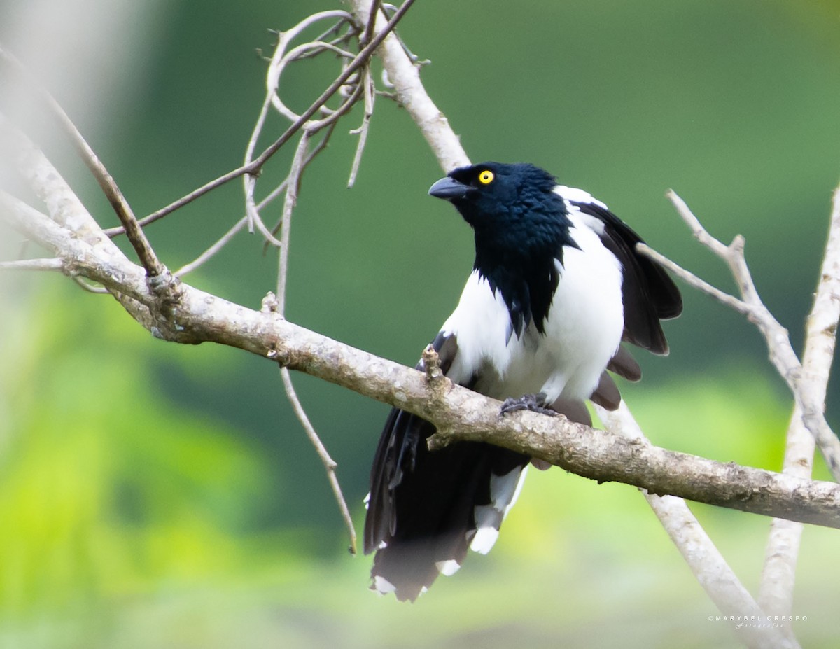 Magpie Tanager - ML643506793