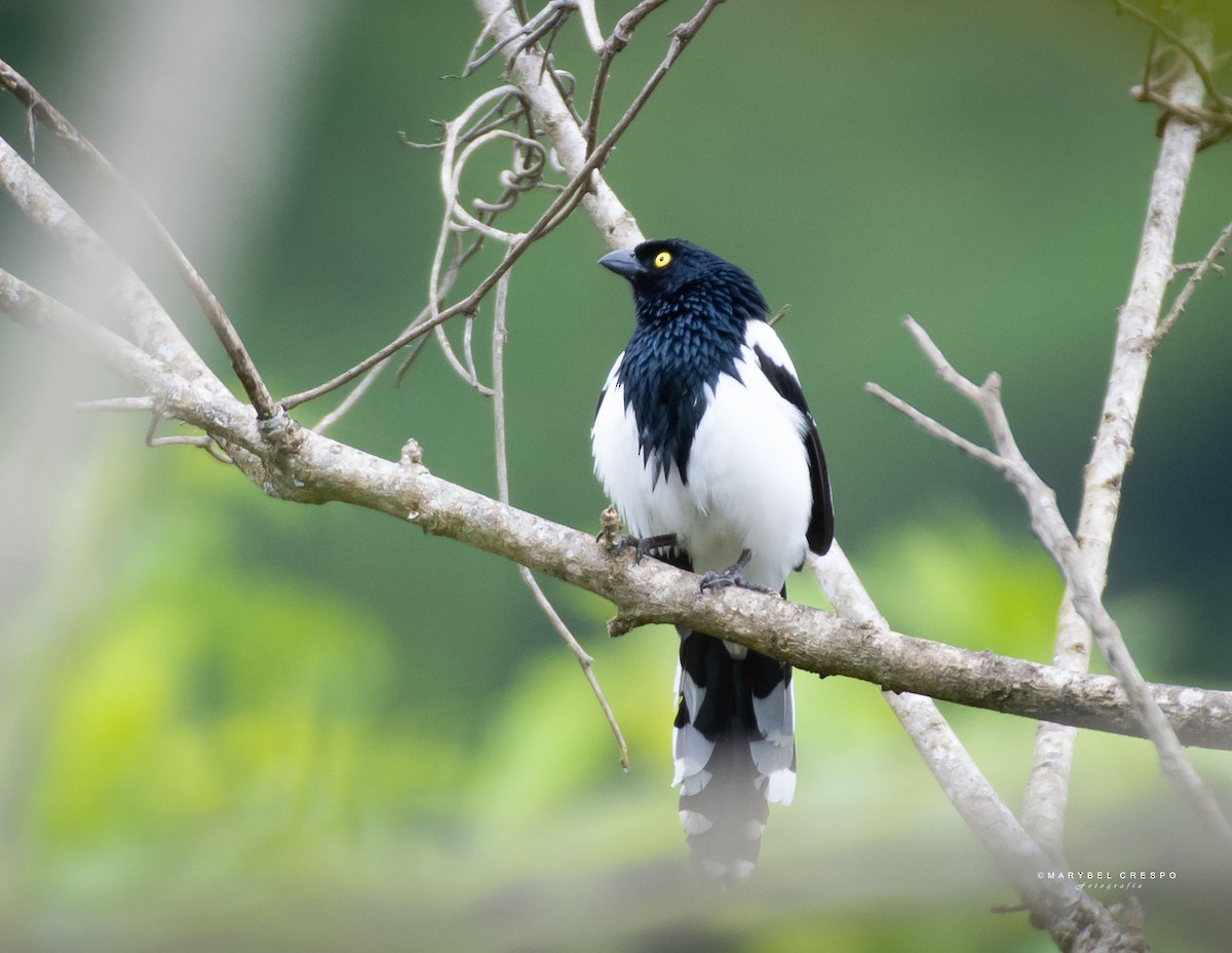 Magpie Tanager - ML643506803