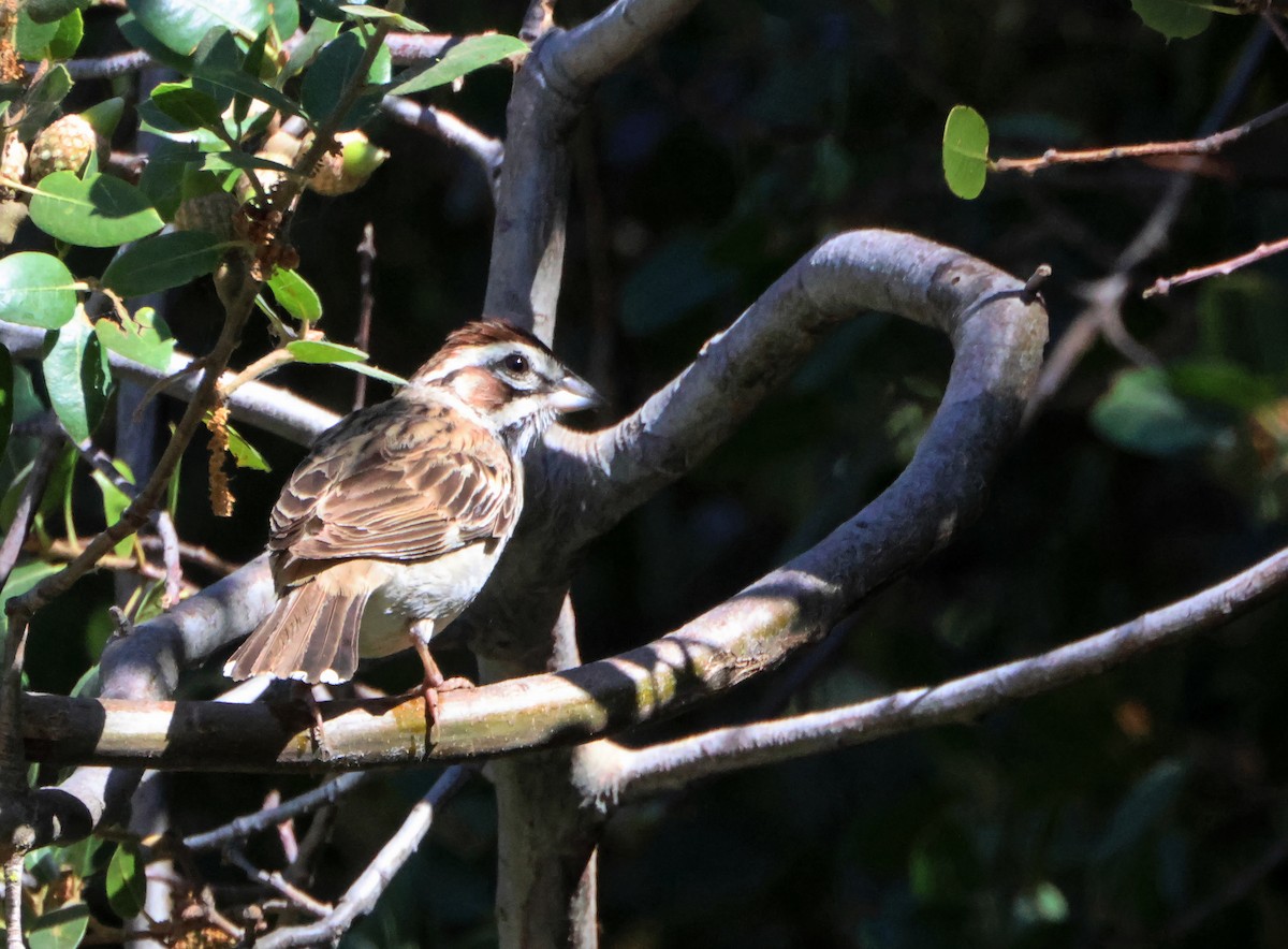 Lark Sparrow - ML643506813