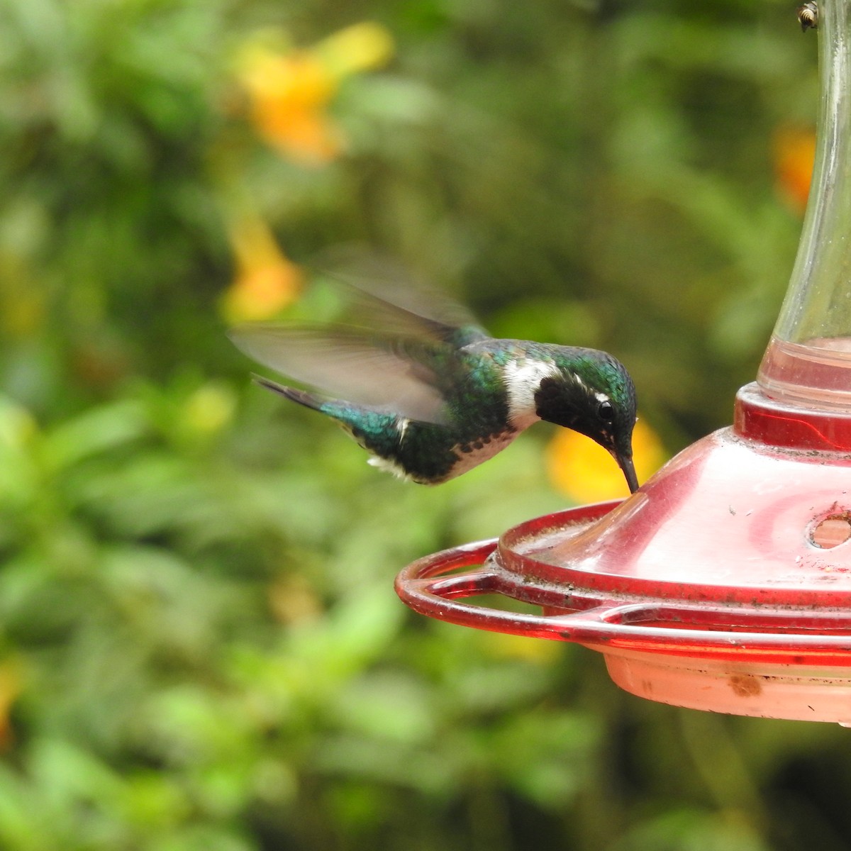 Colibri de Mulsant - ML643506828