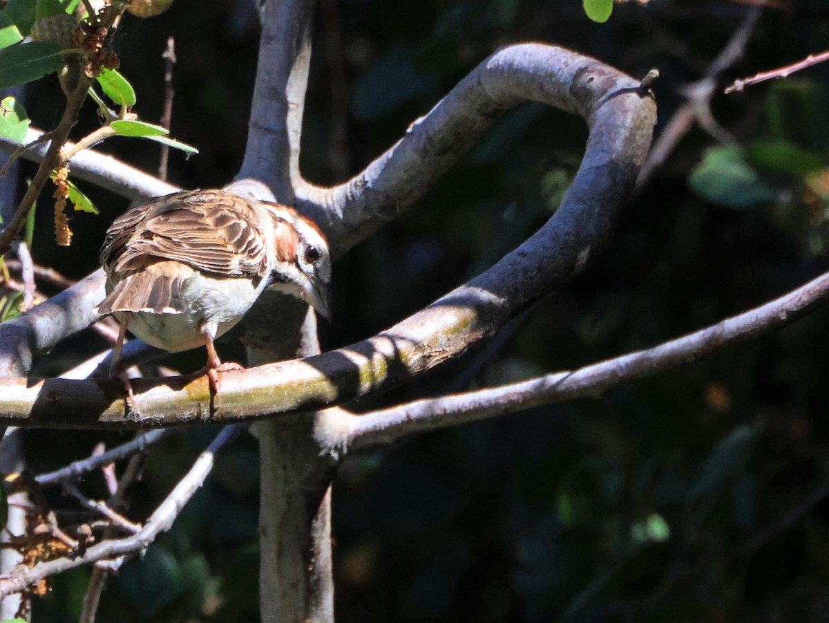 Lark Sparrow - ML643506841