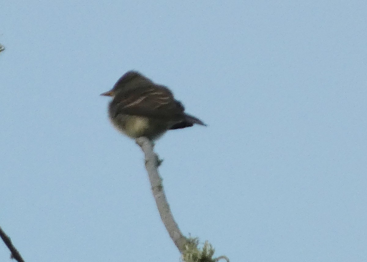 Western Wood-Pewee - ML643506843