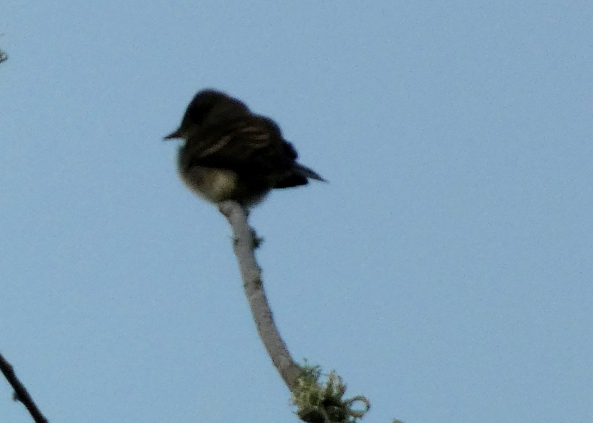 Western Wood-Pewee - ML643506844