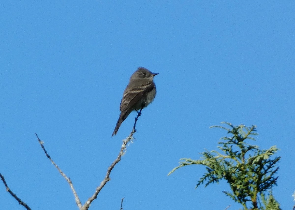 Western Wood-Pewee - ML643506845