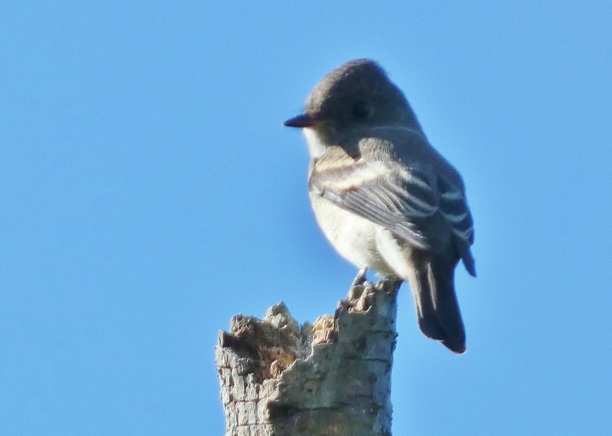 Western Wood-Pewee - ML643506846