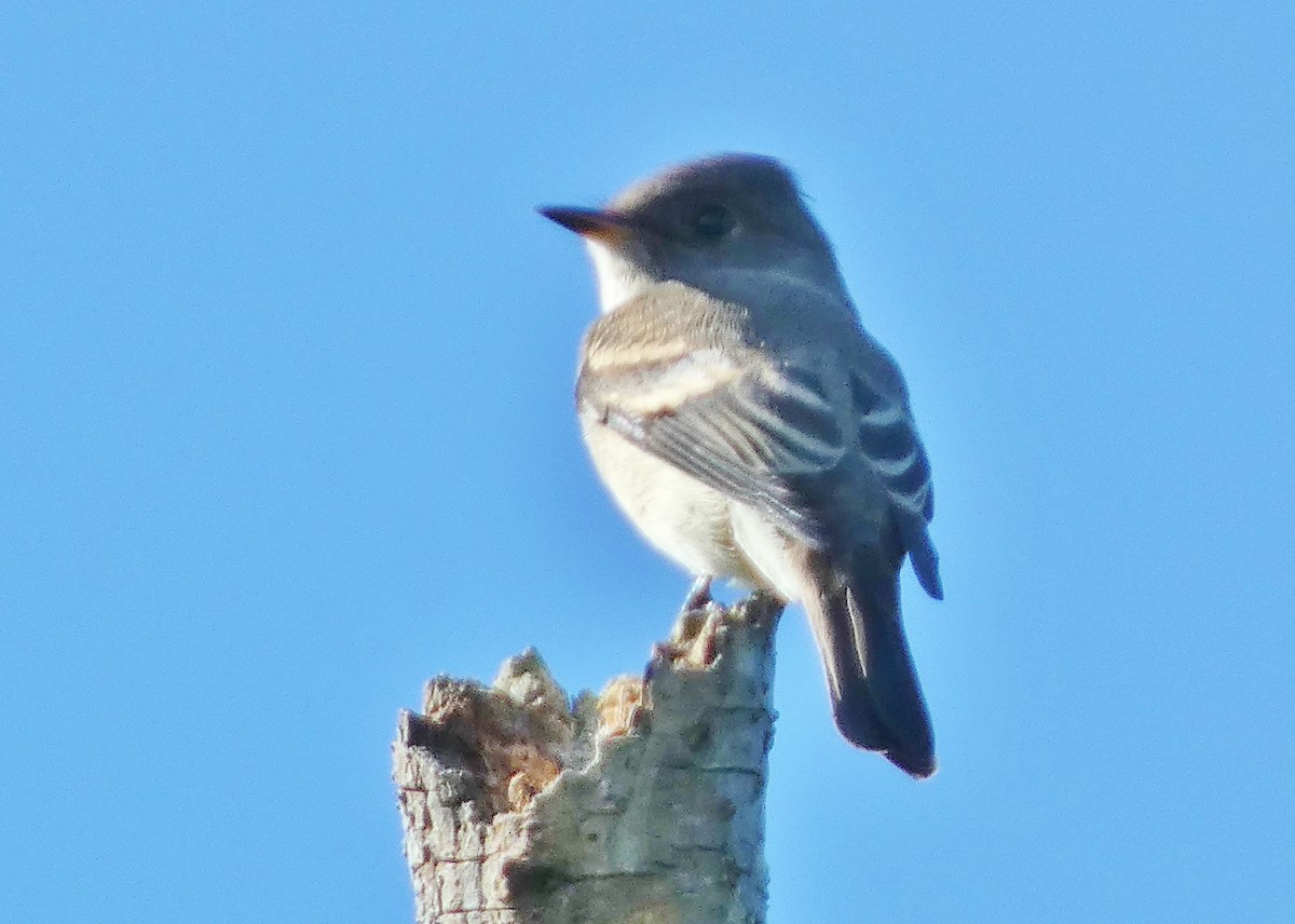 Western Wood-Pewee - ML643506847