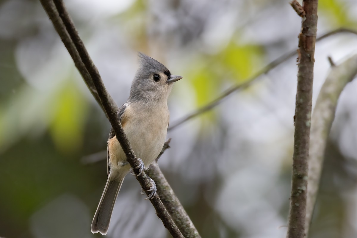 Tufted Titmouse - ML643506849