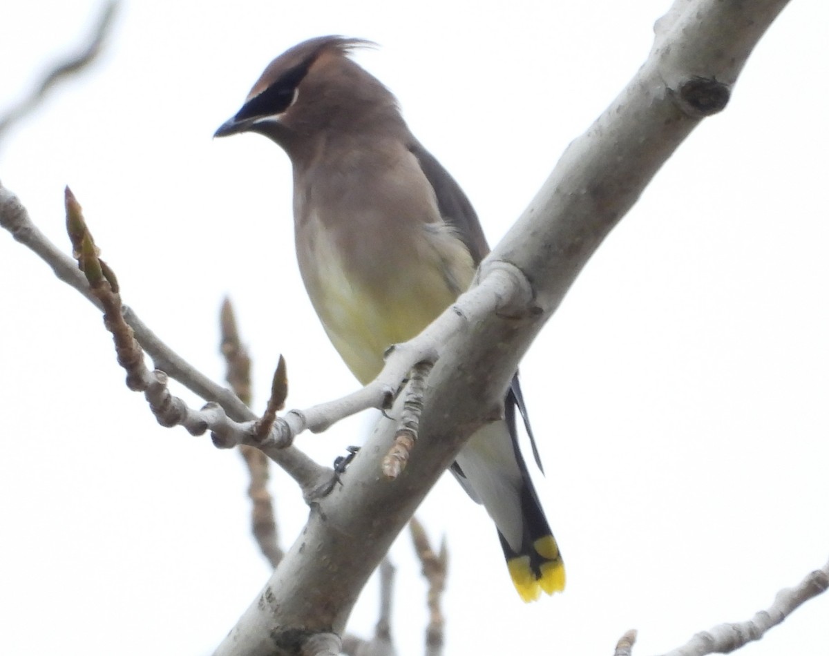 Cedar Waxwing - ML643506851