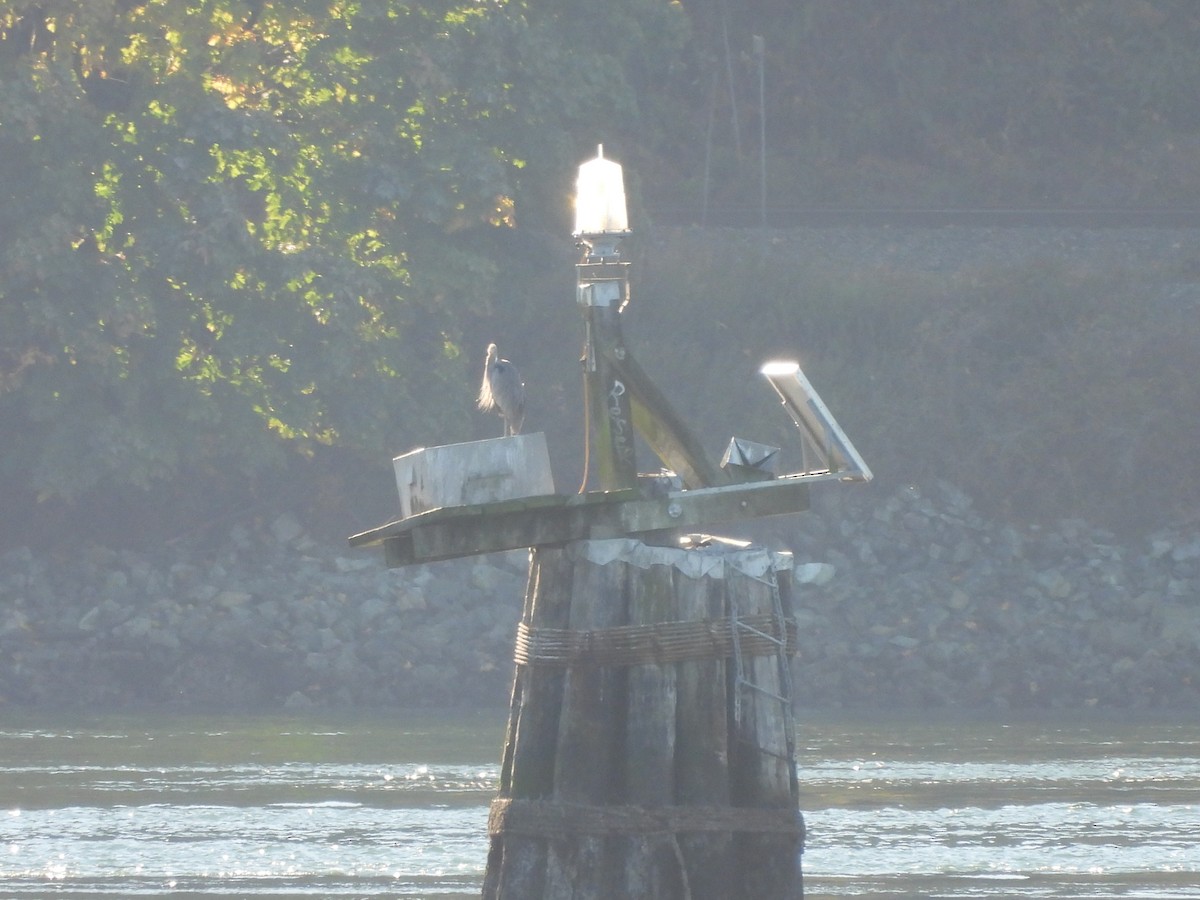 Great Blue Heron - ML643506853