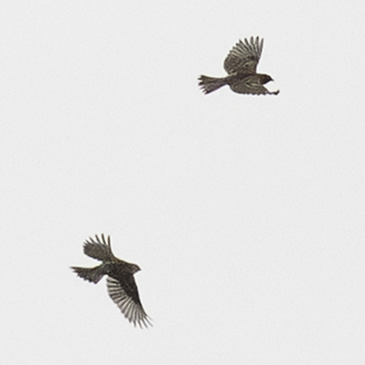 tanımsız Passeriformes sp. - ML643506864