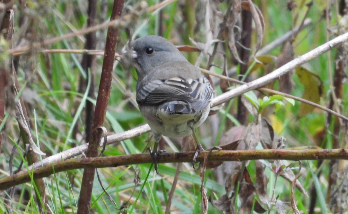 Junco Ojioscuro - ML643506865