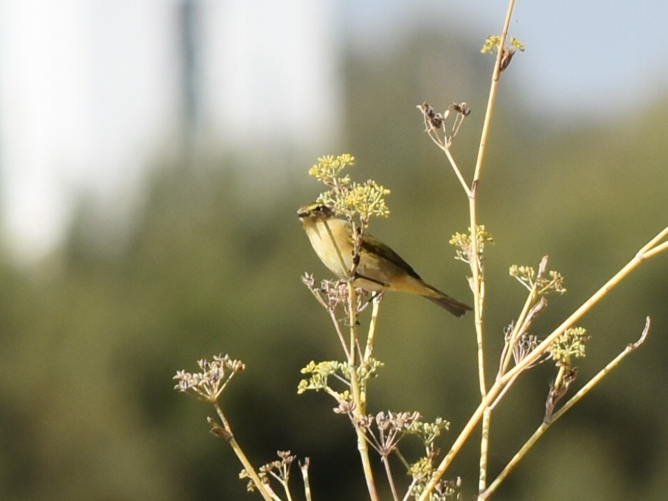 עלווית חורף - ML643506877