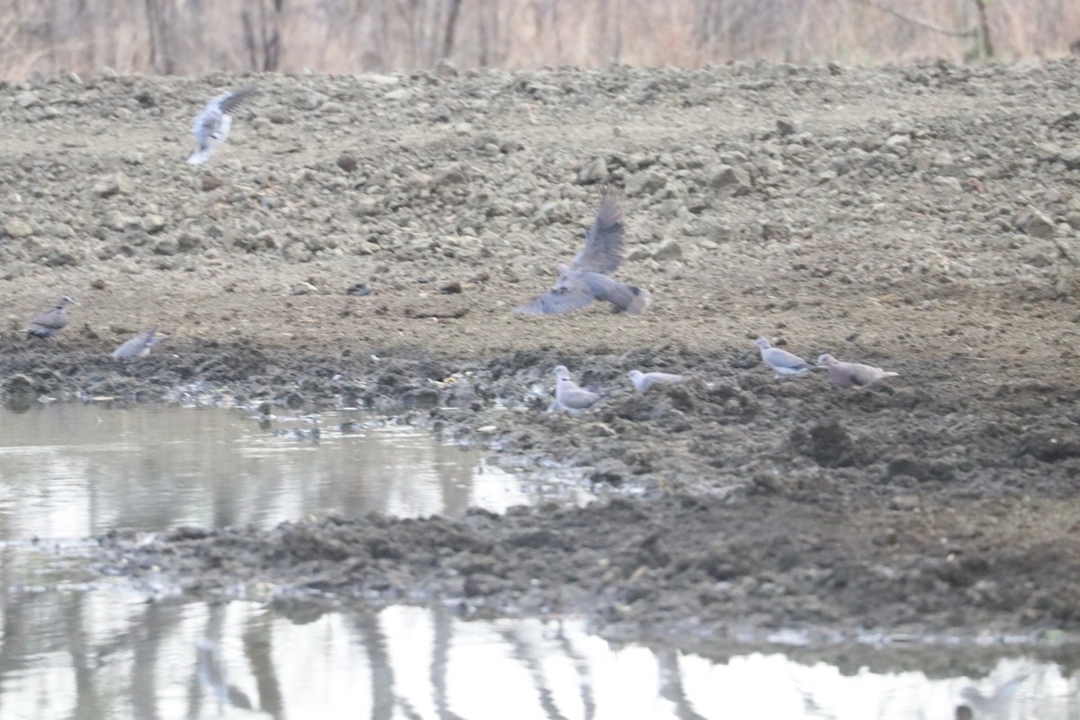 Red-eyed Dove - ML643506882