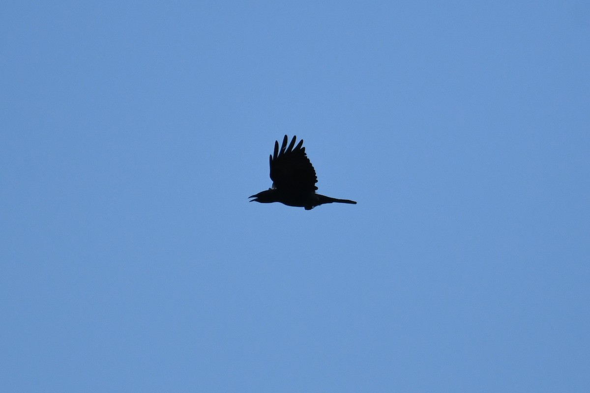 Fish Crow - ML643506886