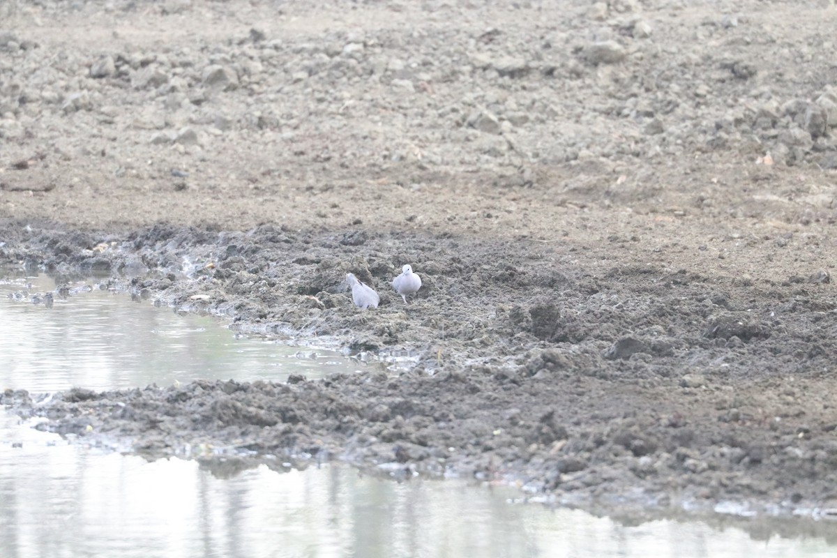 Red-eyed Dove - ML643506888