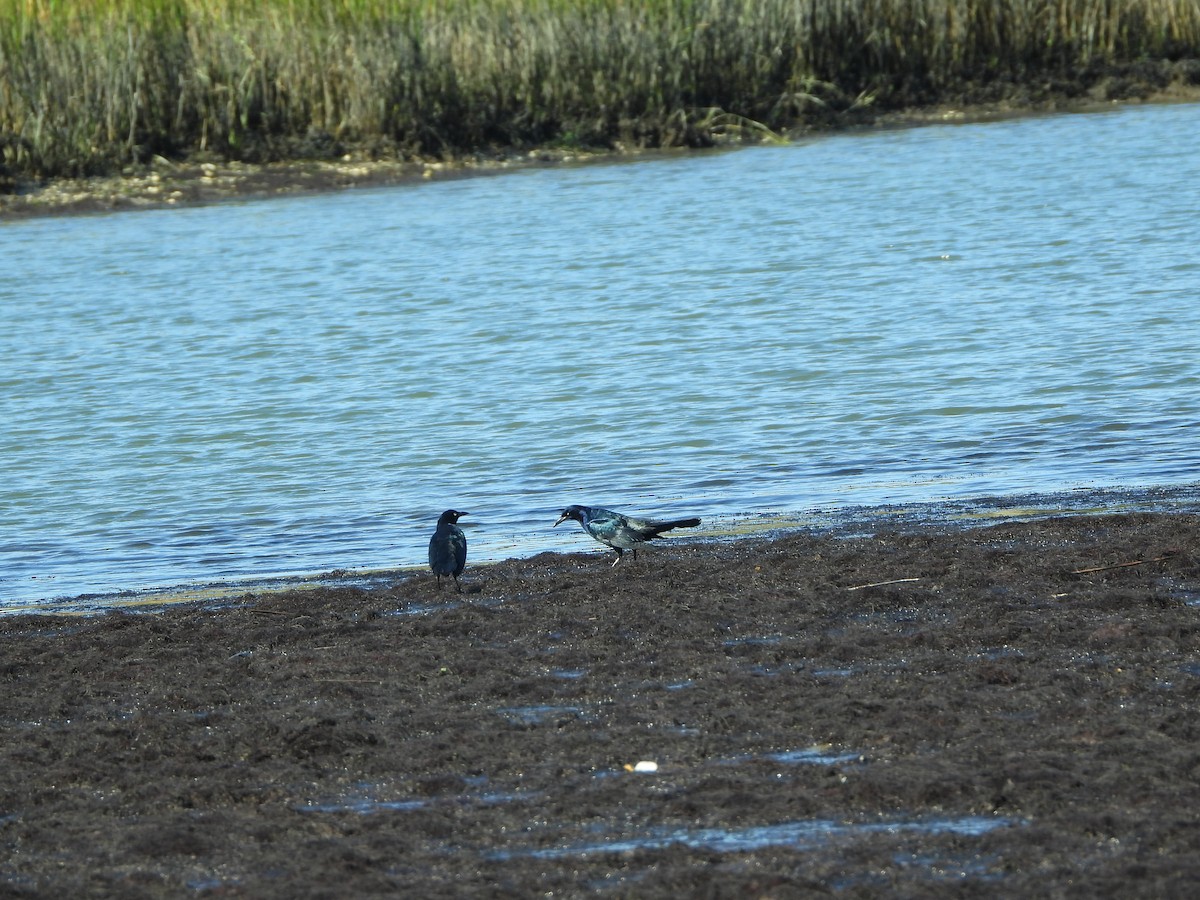 Boat-tailed Grackle (torreyi/alabamensis) - ML643506898