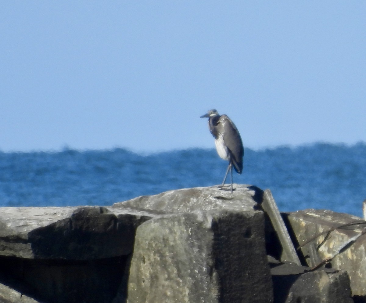 Great Blue Heron (Great Blue) - ML643506901