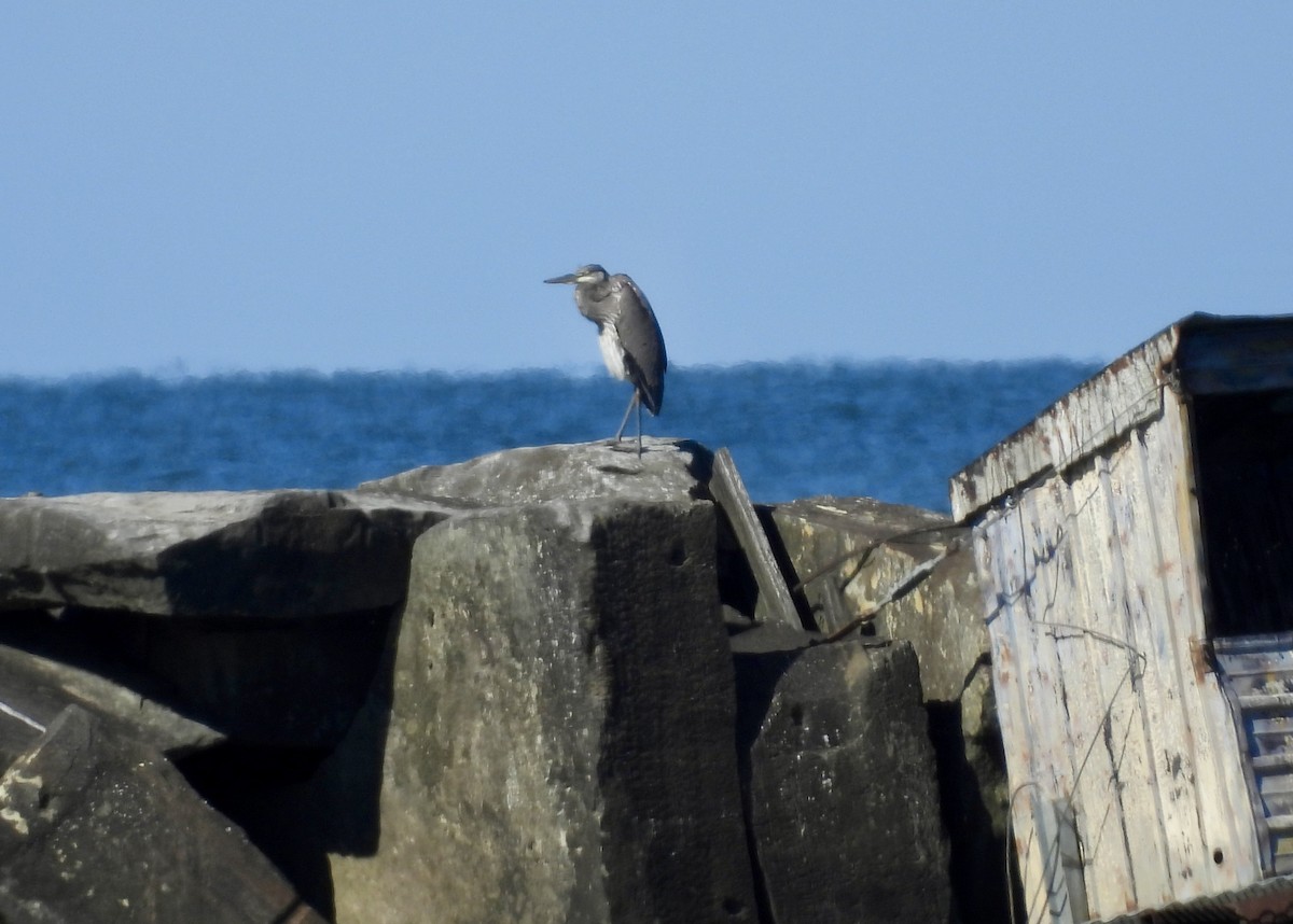 Great Blue Heron (Great Blue) - ML643506902