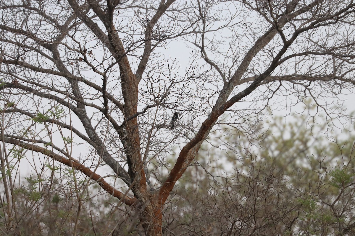 Fork-tailed Drongo - ML643506915