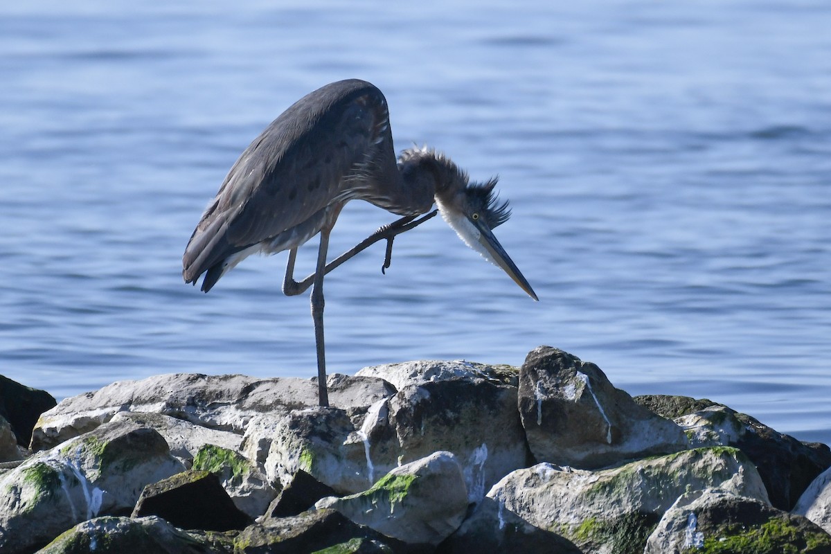 Great Blue Heron - ML643506916