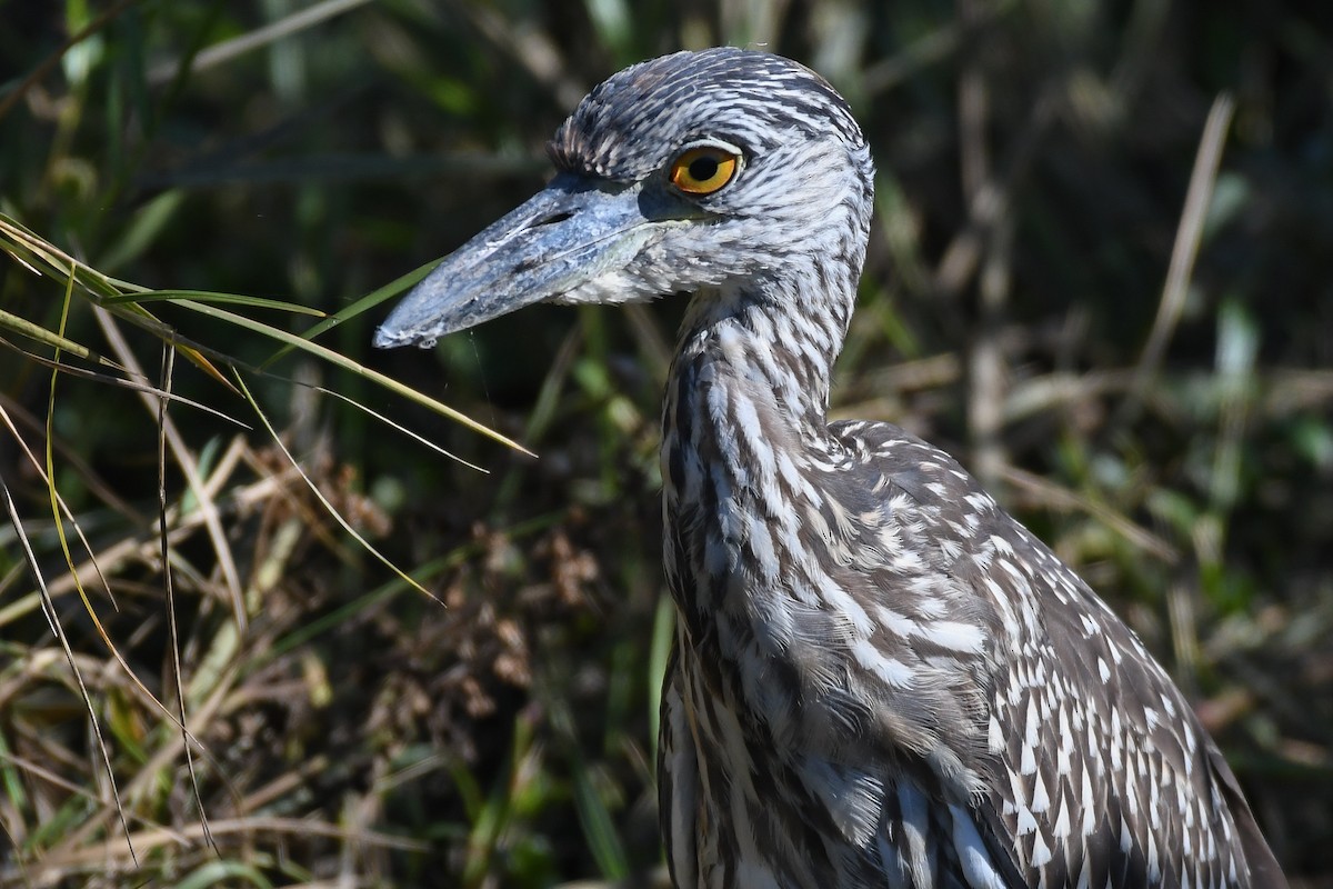 Yellow-crowned Night Heron - ML643506935