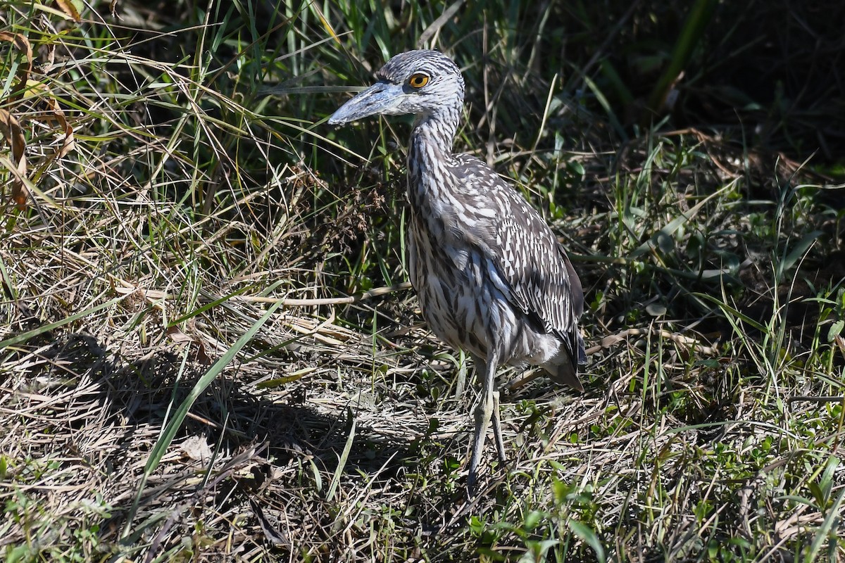 Yellow-crowned Night Heron - ML643506936
