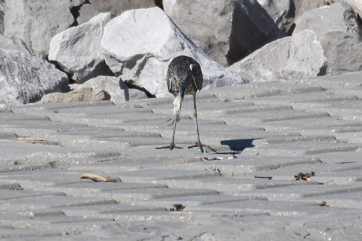 Yellow-crowned Night Heron - ML643506943