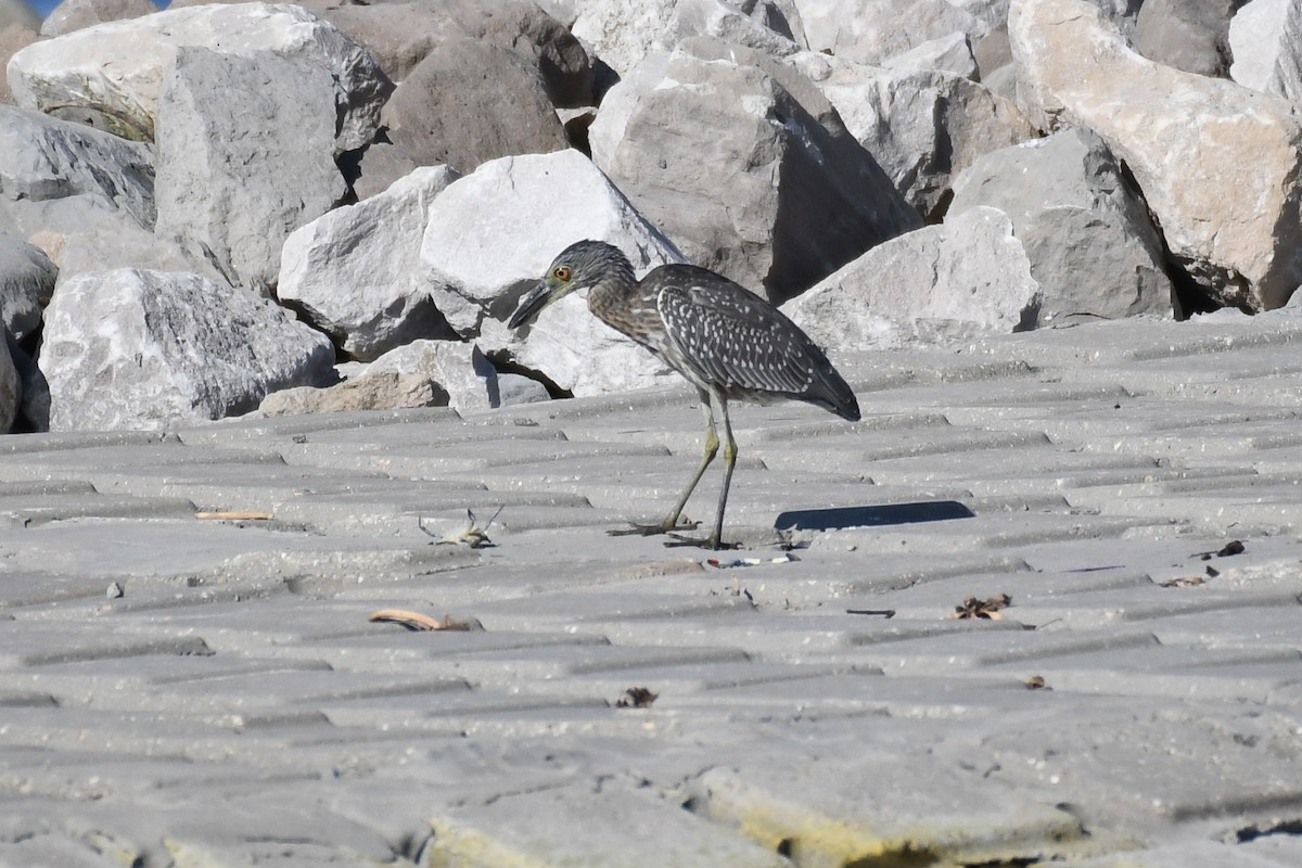 Yellow-crowned Night Heron - ML643506948