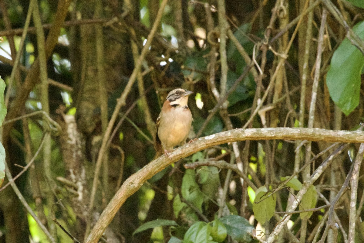Rufous-collared Sparrow - ML643506953