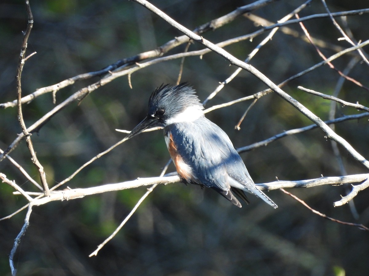 Belted Kingfisher - ML643506955