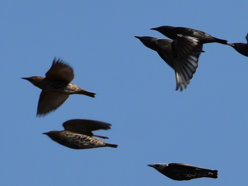 Spotless Starling - ML643506956