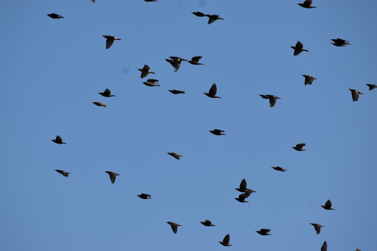 Spotless Starling - ML643506957