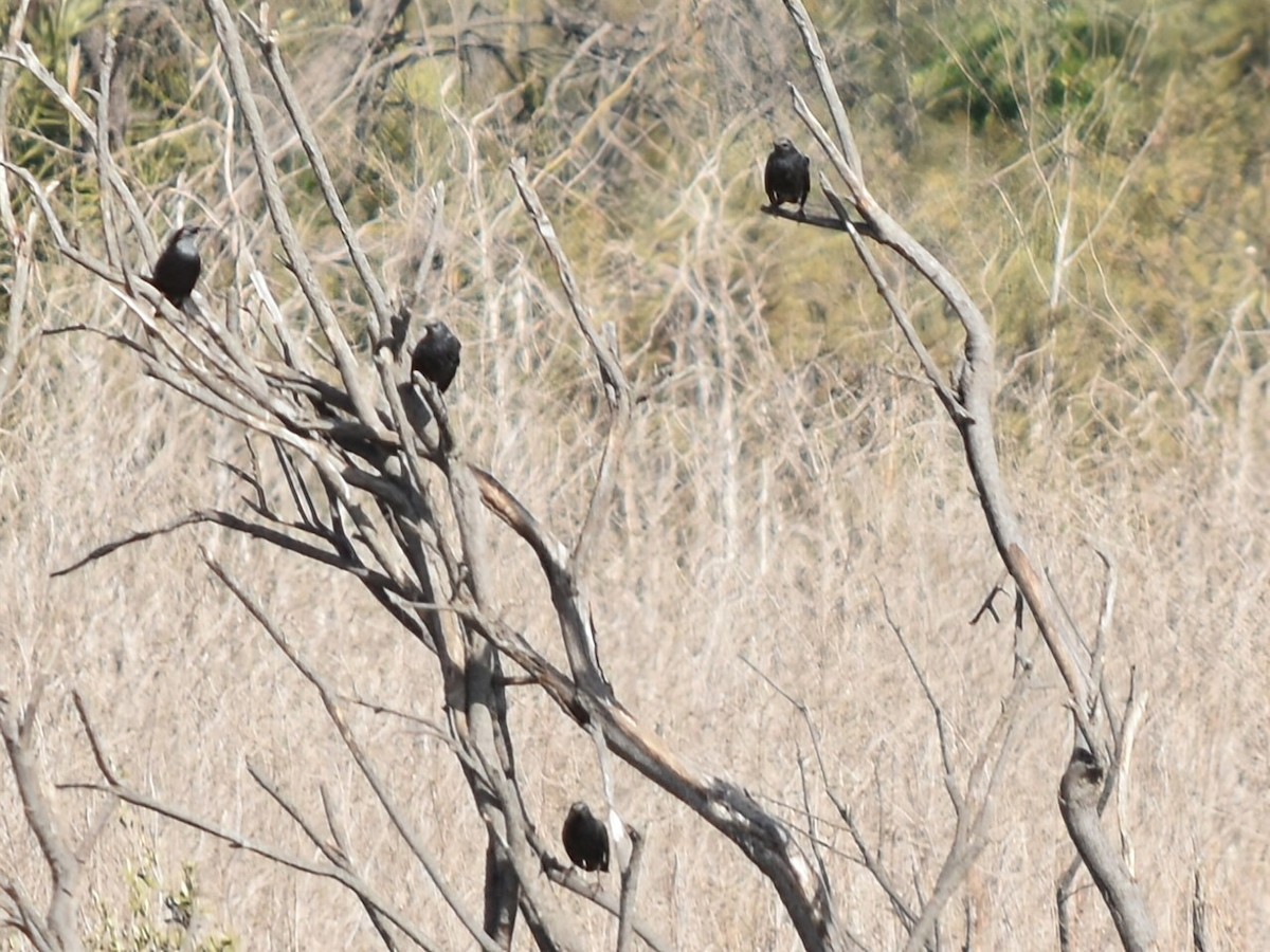 Spotless Starling - ML643506958
