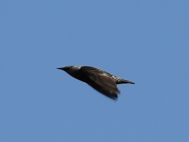 Spotless Starling - ML643506959