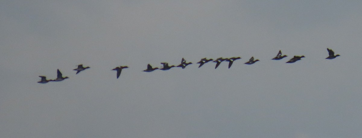 White-winged Scoter - ML643506963