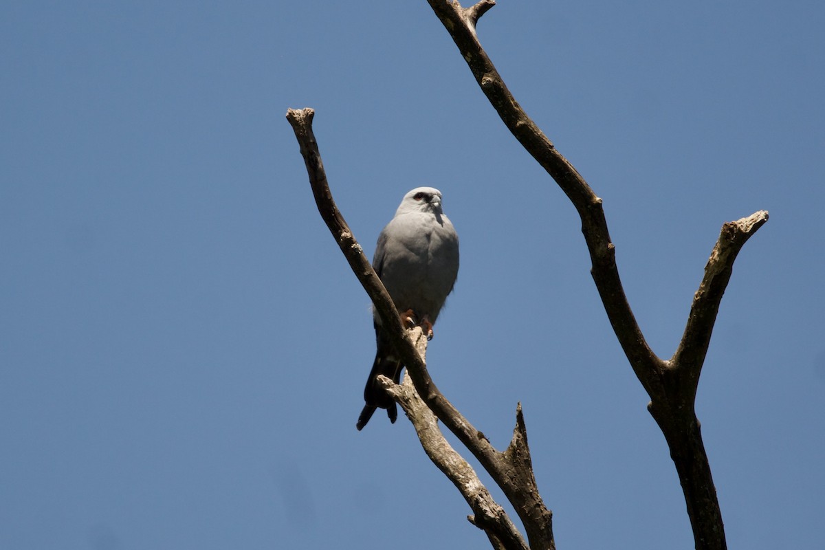 iktinie šedivá - ML643506965