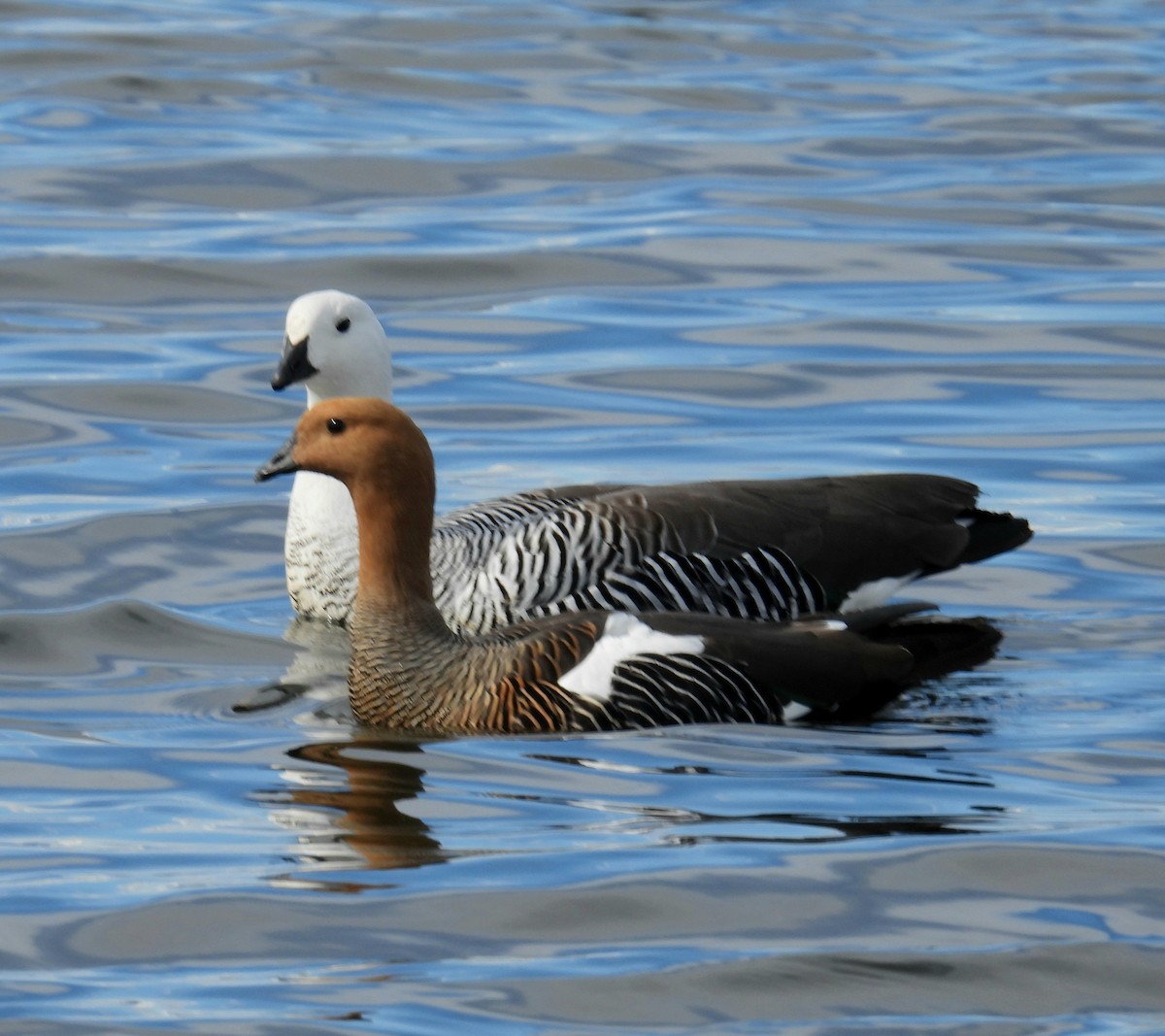 Upland Goose - ML643506966