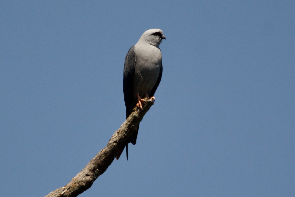 iktinie šedivá - ML643506970