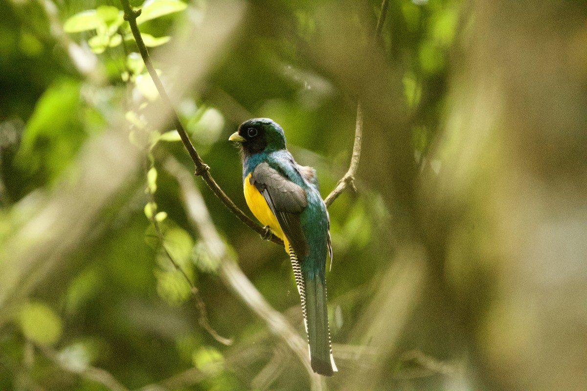 trogon atlantský - ML643506972