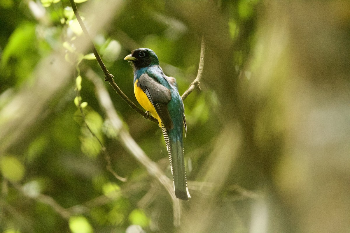 trogon atlantský - ML643506973