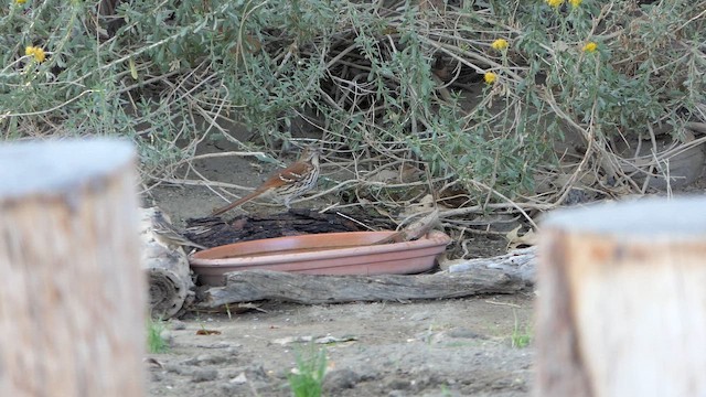 Brown Thrasher - ML643506977