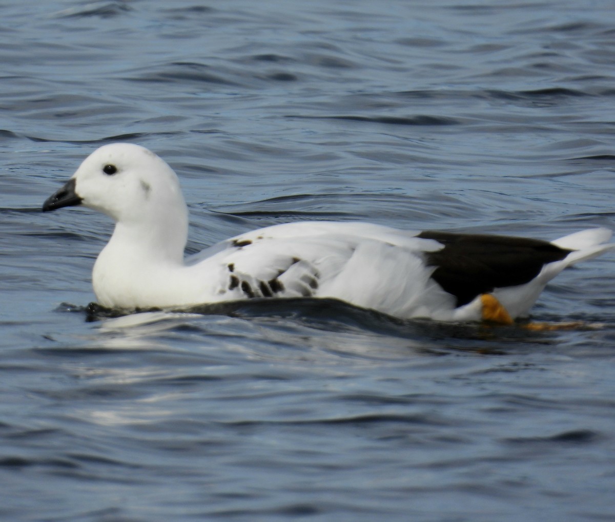 Kelp Goose - ML643506986