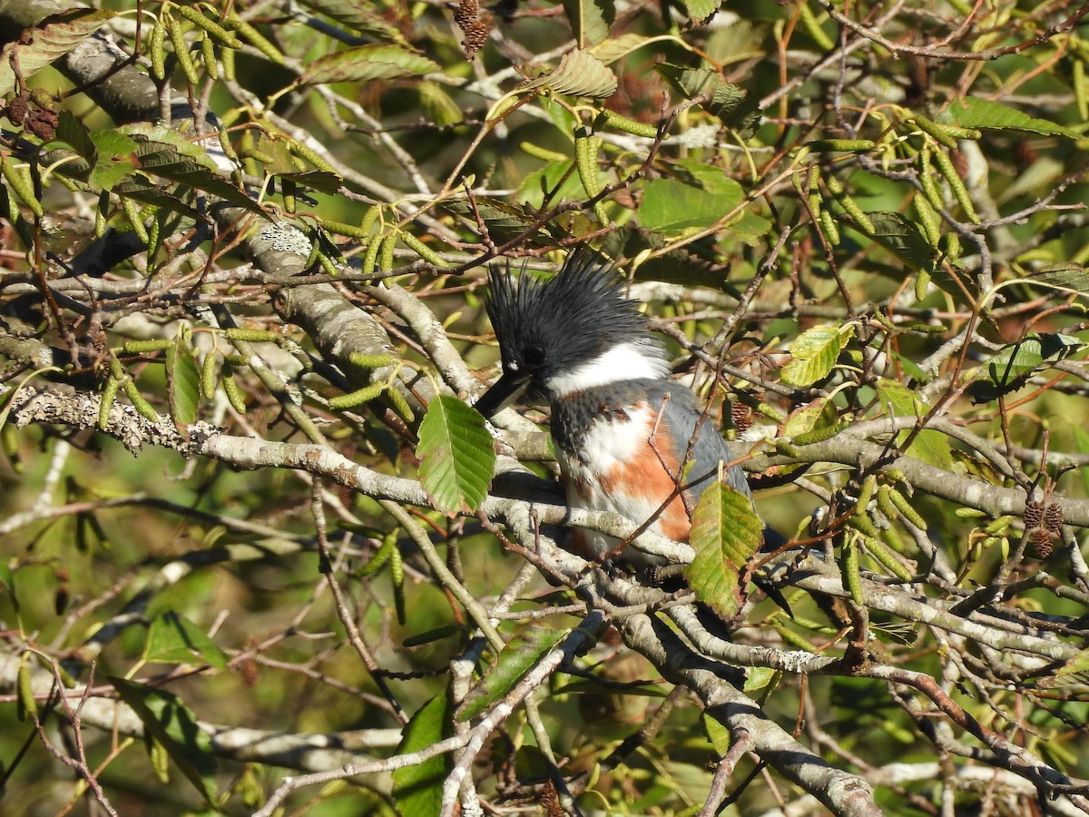 Belted Kingfisher - ML643506999
