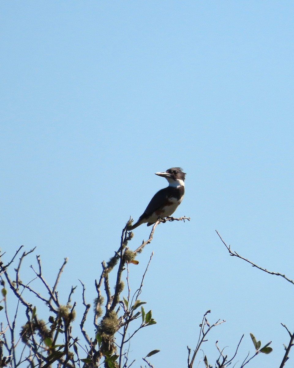 Belted Kingfisher - ML643507012